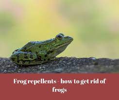 Frog Repellents How To Get Rid Of