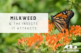 milkweed and the fascinating insects it