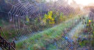 orb weaver spiders y webs but