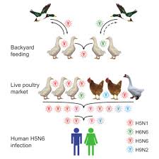 Genesis Evolution And Prevalence Of H5n6 Avian Influenza