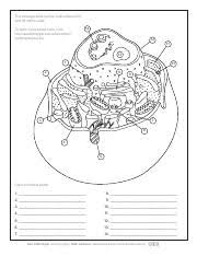 Animal cell coloring answer key questions. Animal Cell Coloring Worksheet Docx Animal Cell Coloring Worksheet Color And Label Parts 1 8 2 9 3 10 4 11 5 12 6 13 7 14 Animal Cell Anatomy Activity Course Hero