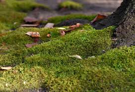 reasons to grow moss where gr will