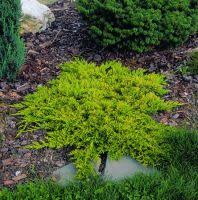 juniperus horizontalis golden carpet