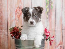 It excels in obedience competitions. Border Collie Puppies Pet City Pet Shops