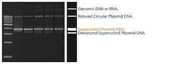how to check the quality of plasmid dna