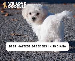 5 best maltese breeders in indiana