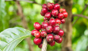 Maybe you would like to learn more about one of these? Overseas Demand For Coffee Expected To Rise In 2018 Specialty Colombian Coffee News