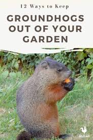 12 ways to keep groundhogs out of your