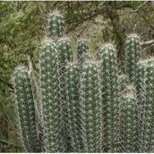 132 Types Of Cacti A To Z Photo Database