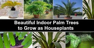 15 Indoor Palm Plants Types And Care