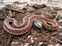 Relationship between clutch size and female body size in the eastern garter snakes. Garter Snake Wikipedia