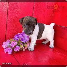 https://www.lancasterpuppies.com/breeds/jack-russell-terrier/puppy/roxy-1 gambar png