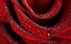 beautiful rose flower petals