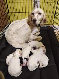 Find local english setter puppies for sale and dogs for adoption near you. English Setter Puppies For Sale Indianola Ia 320000
