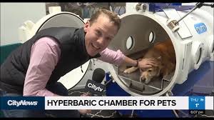 hyperbaric oxygen chamber for pets