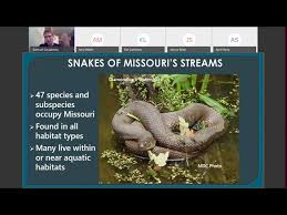 common snakes of missouri streams