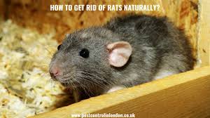 How To Get Rid Of Rats Pest