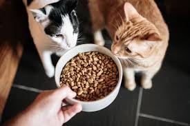 best cat food a guide pet evolution