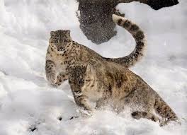 snow leopards 10 incredible facts you