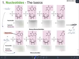 bioc 303 mayor l1 nucleotide basics