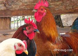 Kuroiler Poultry Farming Guide