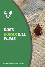 does borax kill fleas and is it safe