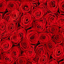 30 special rose color meanings