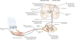 nervous tissue anatomy physiology