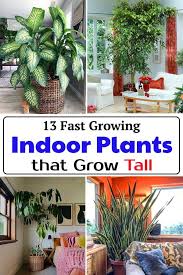 13 Fast Growing Indoor Plants That Grow