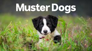 muster dogs abc iview