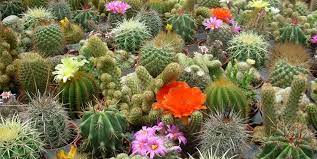 Best Cacti To Plant For Las Vegas