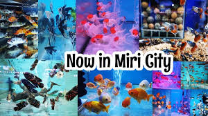 Buka hari ini sampai pukul 20.00. Miri Aquarium Fish Shop Beautiful Fishes World In Miri City Miri City Sharing
