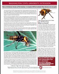 about those asian giant hornets