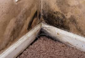 carpet water damage mold can the