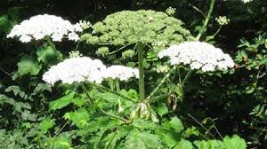 Burns And Blindness Very Nasty Giant Hogweed Plant Spreading In