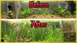 planted aquarium diy root tabs