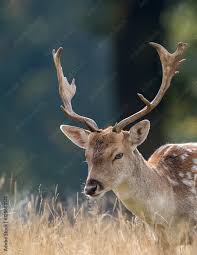 head shot of young fallow deer buck