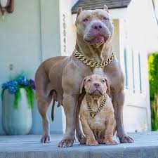 Welcome to pitbull's official youtube channel. 500 Pitbull Dog Names Most Funny Exotic Unique And Tough Names For Your Dog All About Pets