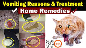 cat vomiting solution home treatment