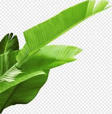 banana leaves png images pngwing