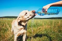 Can dogs drink Bubly?