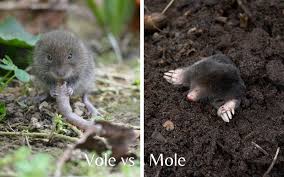 One of the easiest ways to chase voles away is to have a cat but not everyone can have a feline friend to. How To Get Rid Of Voles In Your Yard And Garden 2021 Guide