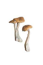 Wavy Caps Mushrooms