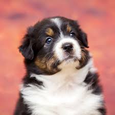 This is the price you can expect to pay for the australian shepherd breed without breeding rights. Australian Shepherd Puppies For Sale In California Ca