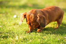 Uptown puppies has the highest quality dachshund puppies from the most ethical breeders in utah. 21 Things About Dachshunds Every Owner Should Know