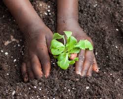 vegetable garden soil prep