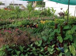 plant nursery information for beginners