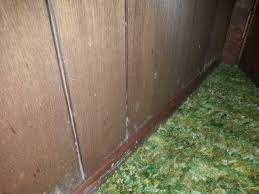 Mold Found On Paneling