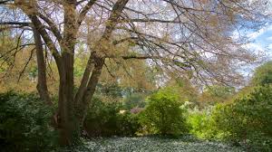 luthy botanical garden in peoria