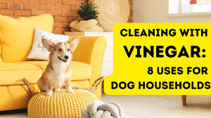 cleaning with vinegar 8 uses for dog